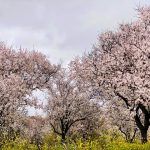 Limnatis Almond Blossom