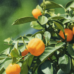 arapakas mandarin festival 2026